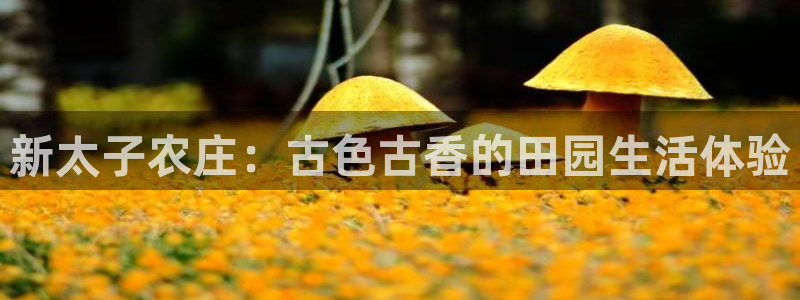 pg电子最新网站入口