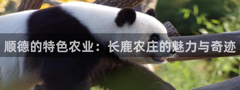 pg电子有规律吗