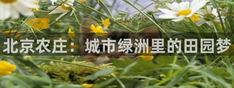 pg电子免费版ios