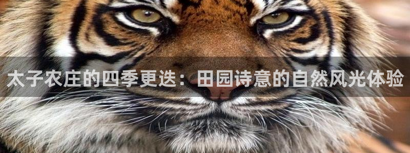 pg电子双喜临门爆分