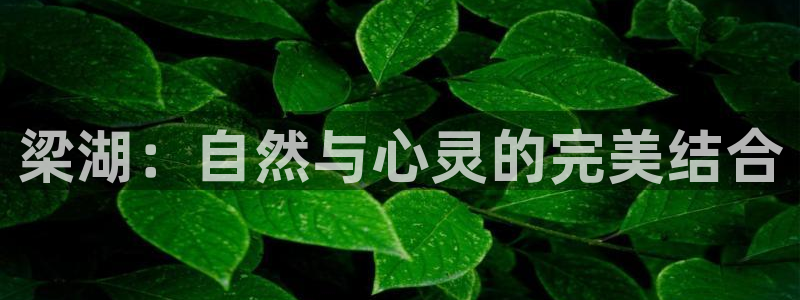 PG电子爱尔兰精灵免费